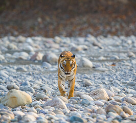 Royal Bengal Tiger At Jim Corbett National Park