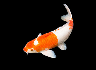 Kohaku koi carp fish with red and white is swimming in carp pond, countryside park. Isolated, clipping path, photograph, black background.