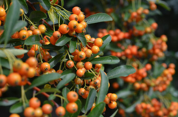  Closeup branches with little orange berries Pyracantha 