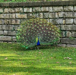 peacock in the grass