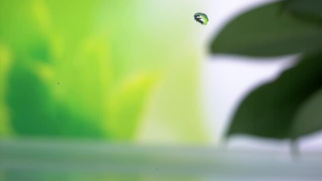 Mesmerizing Water Droplets on Leaf: Super Slow Motion 1000fps"
Experience the beauty of water droplets falling onto a leaf in super slow motion at 1000 frames per second.