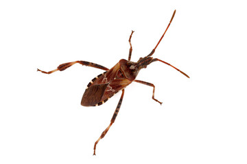 western conifer seed bug, leptoglossus occidentalis in top view isolated on white background