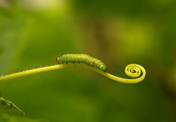 A green caterpillar crawls along the stem of the plant.Macrophotography of a garden caterpillar....