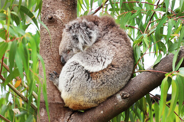 Cute koala sleeping on tree branch.