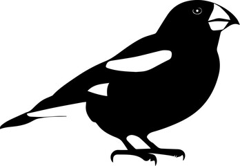 Evening Grosbeak icon 5