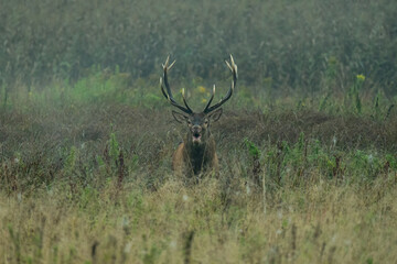 Jeleń szlachetny, Cervus elaphus, rykowisko, polska - obrazy, fototapety, plakaty