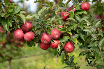 apples ready for harvesting on begining of october