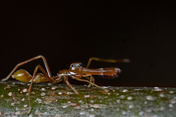 Jumping Spider, Webspinne (Myrmarachne plataleoides)