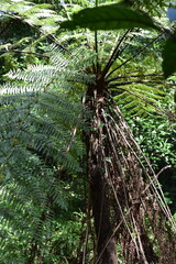 Fototapeta premium fern