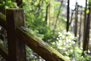 fence in the forest