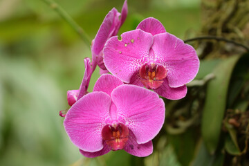 pink orchids