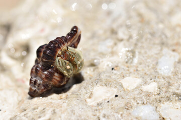 Hermit crab