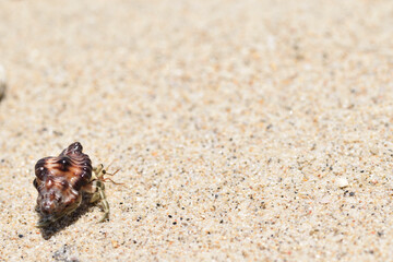 Hermit crab