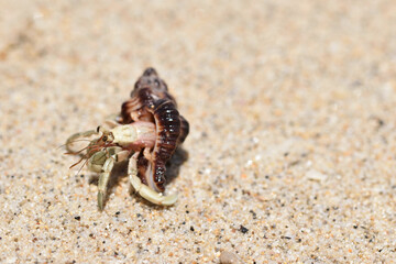 Hermit crab