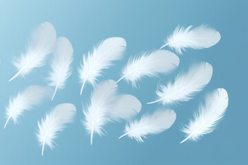 Fototapeta premium Bird blue background white soft feathers fluffy wing