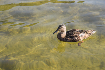 A female duck that swims on the crystal clear water in a lake.