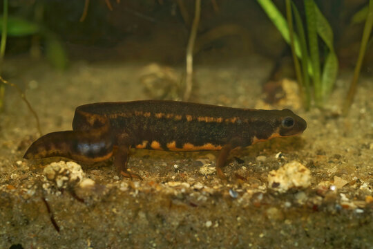 Closeup on a male of the the endangered aquatic Japanese Riu-Kiu sword-tailed newt, Cynops ensicauda in an aquarium