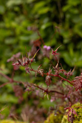wild rose bush