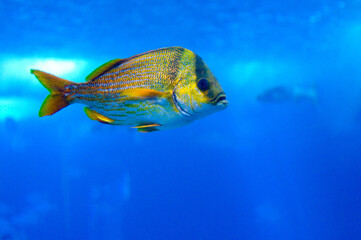 Fish slowly swimming in an aquarium in Lisbon, Portugal