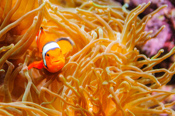 An orange clownfish enjoys the calm and protection of a venomous anemone in an  aquarium in Lisbon, Portugal - obrazy, fototapety, plakaty