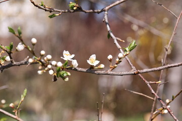 Obstbaum blüht im Frühling