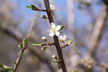 Obstbaum blüht im Frühling