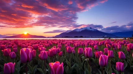 Tuinposter the sunset lights the scene of a colorful field of tulips © Avalga