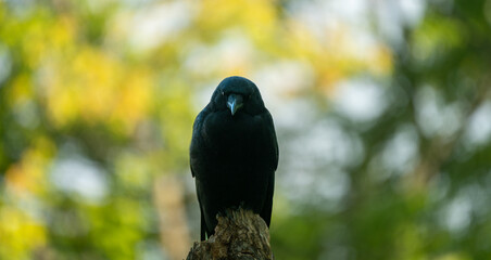 corbeau