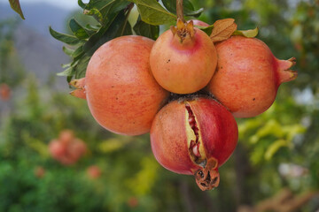 
Ripe pomegranate (Punica granatum) fruits, ready to be picked