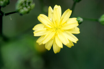 Green navel (Crepis capillaris (L.) Wallr.) - a plant species belonging to the Asteraceae family.