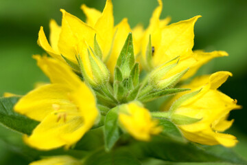 żółty kwiatek dziewanny z bliska 