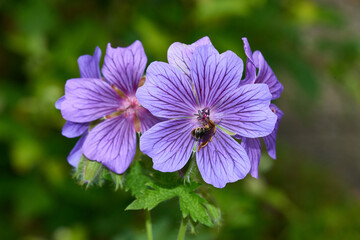 Blüten des Pracht-Storchschnabel (Geranium magnificum)	
