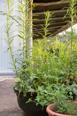 Pflanzentöpfe vor Lagerhalle als begrünter Rückzugsraum für Menschen und Tiere