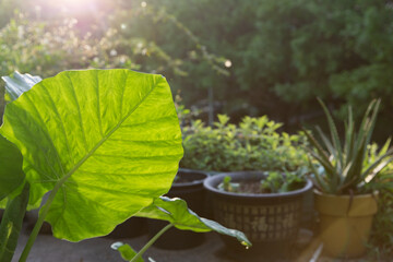 Großes grünes Blatt vor Pfanzentöpfen im Urban Gardening Stil von Abendsonne beleuchtet