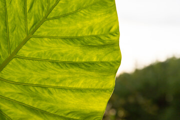 Großes exotisches Blatt von Sonne durchleuchtet in Detailaufnahme