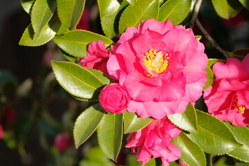 pink camellia in full blooming