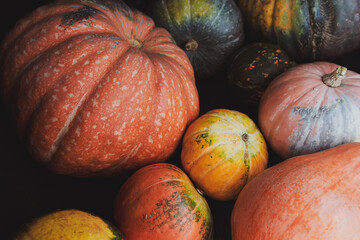 A lot of different pumpkins on the floor. Halloween holiday. Horizontal photo. Closeup.