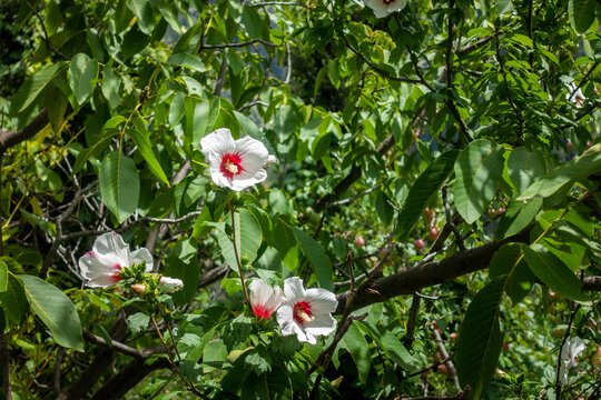 Blooming white Hibiscus rosa-sinensis flower in Himachal Pradesh's hills, India.