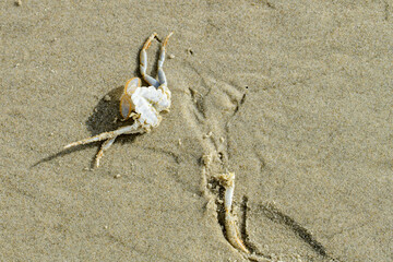 Materiaal gevonden aan de kustlijn van Nederland. Material found on the coastline of the Netherlands.