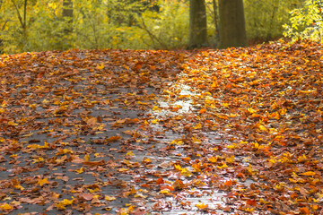 Autumn's Path: Fallen Leaves on a Forest Trail