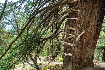 Obraz premium Giant Deodar Cedar tree in Himachal Pradesh forest, with new stems emerging from the main trunk
