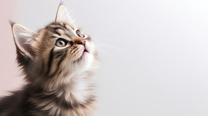 Close up portrait of cute little kitten looking up on isolated white background - obrazy, fototapety, plakaty