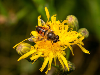 abeille