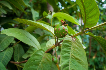 Guava fruit with brown spot disease caused by the fungus Cephaleuros virescens