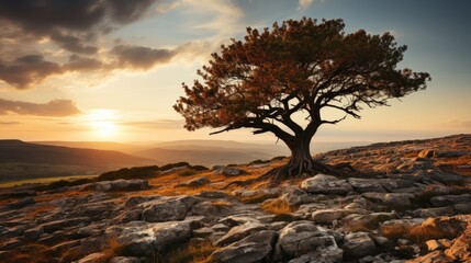Tree on hill with the sunset - Powered by Adobe