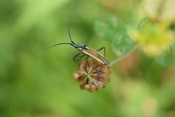 Mały szaro brązowy robak siedzący na małym pączku rośliny 
