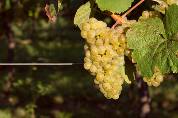 Fototapeta premium bunch of white grapes close-up