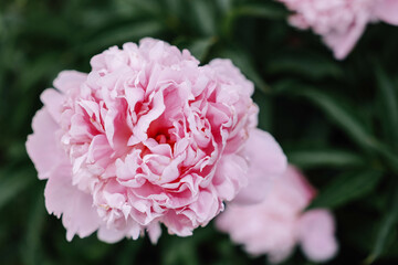 pink peony flower