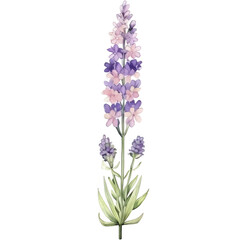 Lavenders watercolor clipart