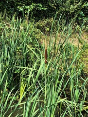 grass and water